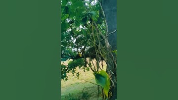 Thumbnail of greenery of trees 🌲💚#shorts #youtubeshorts #hindisong #song #90severgreen #songs #nature