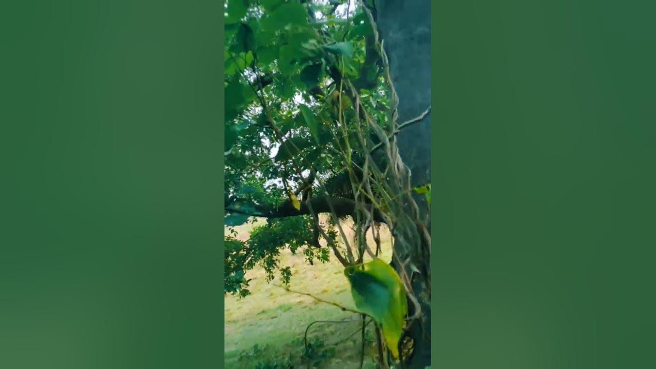 greenery of trees 🌲💚#shorts #youtubeshorts #hindisong #song #90severgreen #songs #nature