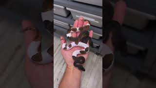 Ball Python Genetics Projects - Super BLK Head Pied Profile