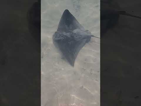 سمكة الراي اللاسع 