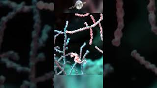 Карликовый морской конёк - Hippocampus bargibanti #animals #интересно