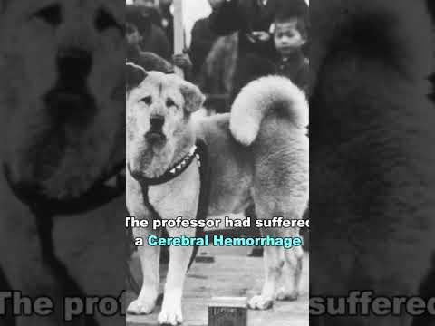 Hachiko | The Most Loyal Dog  #dog #heartwarming #animals