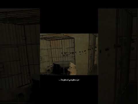 والله لنصب مرجوحة من سطوحي لسطوحه اكسبلور   اغاني طرب لايك ستوريات