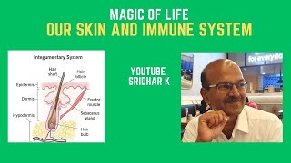 The magic of life-our skin and immune system skin immunity   immunesystem immunedeficiency