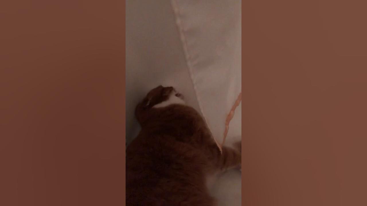 Scotty the Cat spazzing out YouTube