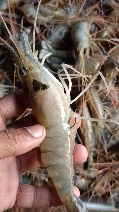 goldha chingra fish | short video bangoli ochon | #shorts #fish #shortfeed #viral #trending