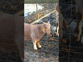 Little weirdo🤣 #homesteadlife #shorts #funnygoat #farmlife #cow
