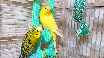 Help Lonely Budgies to Chirp, Nature Parakeets Bird Sound 12 Hr