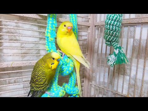Help Lonely Budgies to Chirp, Nature Parakeets Bird Sound 12 Hr