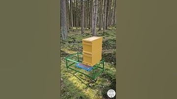 Queen Rearing Step-by-Step: Cell Builder Hive on Day 2 🐝👑 #bee #beekeeping #queenrearing #grafting