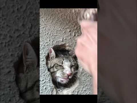 Stray Cat Stuck in Wall Hole #shorts #rescuecat