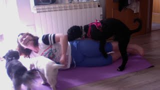 Dog Wants To Join Owner's Yoga Party 🤣 Dog Wants To Join Owner's Yoga Party 🤣