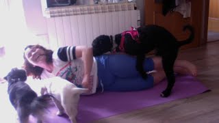 Dog Wants to Join Owner's Yoga Party 🤣