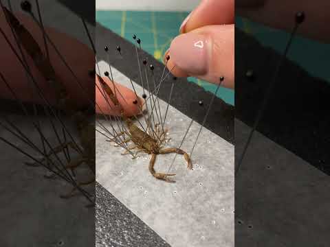 Video: Gdje žive žutorepi škorpioni?
