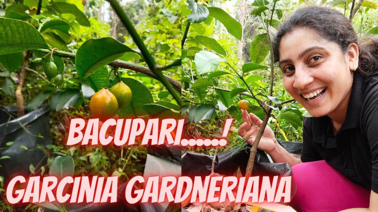 Bacupari|Garcinia gardneriana|Brazil's native fruit growing in India|Sweet bacupari|tasting bacupari
