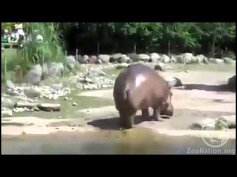 hippo-farts-and-blows-everyone-away