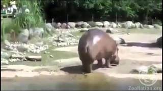 Hippo Farts And Blows Everyone Away
