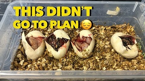 Ball Python Egg Cutting!! Not Good!!