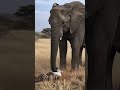 Hyenas Attack Baby Elephant, Elephant Rescues It #Wildlife #ElephantRescue #Hyena #animalfight