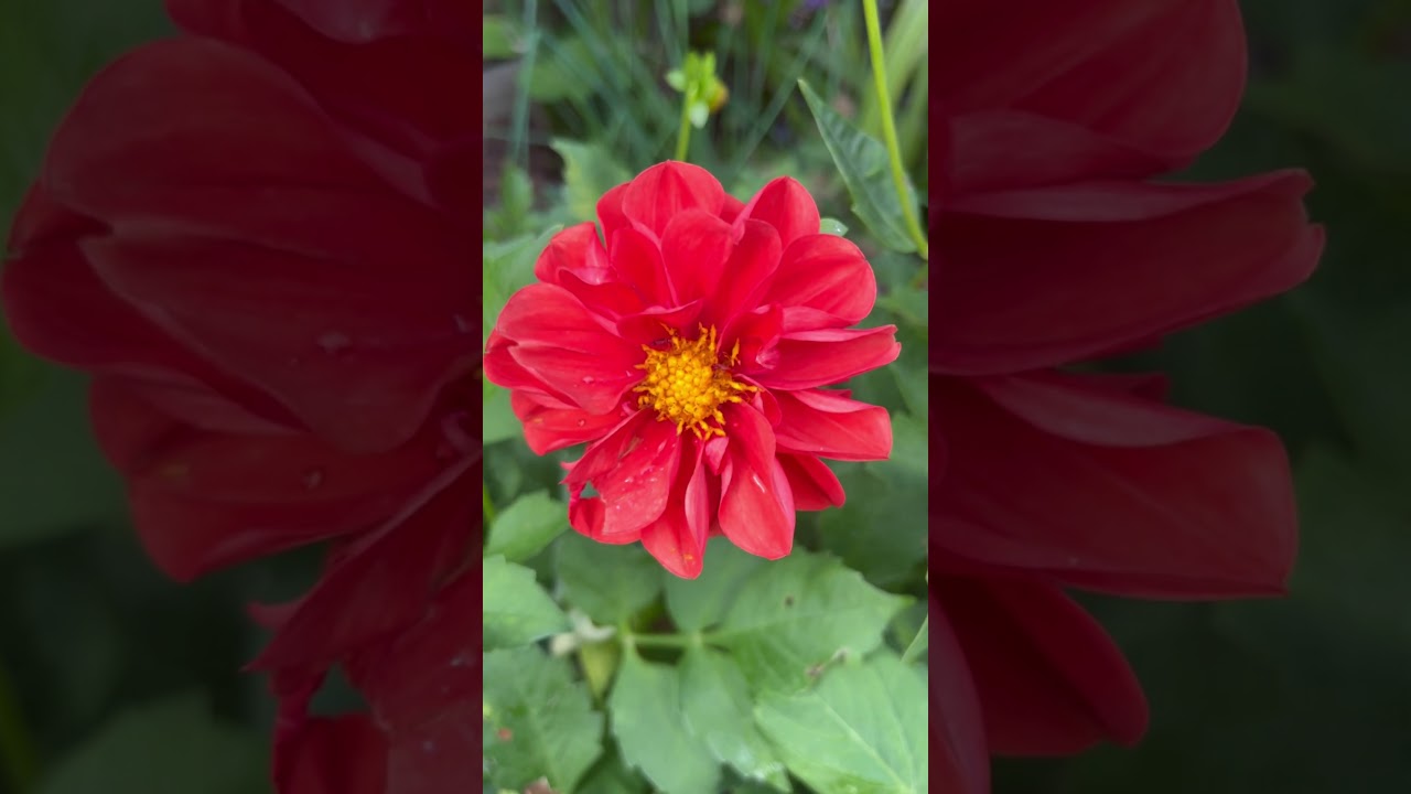 Morning Dahlia 