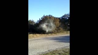 cedar trees pollen explosion Texas