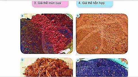 Công Nghệ Lớp 4 Bài 3 Vật Liệu Và Dụng Cụ Trồng Hoa Cây Cảnh Trong Chậu Trang 17 20 Kết Nối Tri Thức