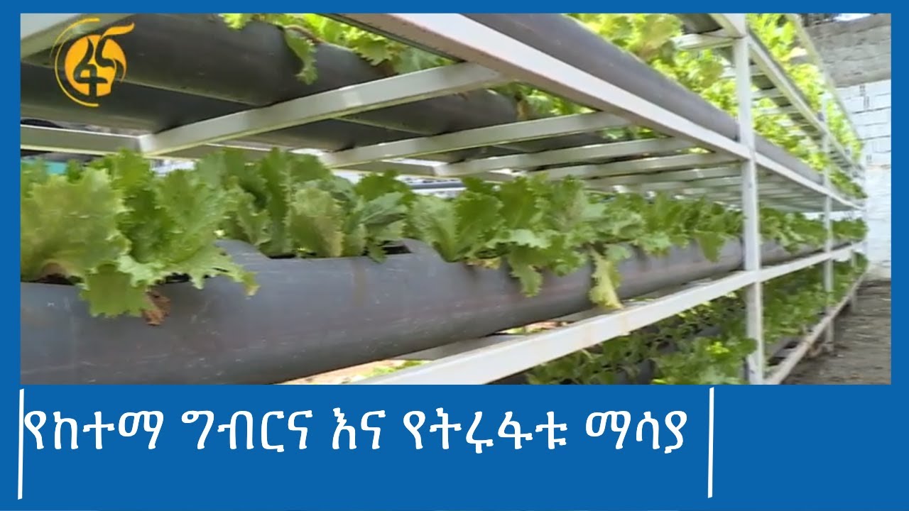 የከተማ ግብርና እና የትሩፋቱ ማሳያ