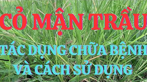 Cây Cỏ Mận Trầu: Tác Dụng Chữa Bệnh Và Cách Sử Dụng Hiệu Quả