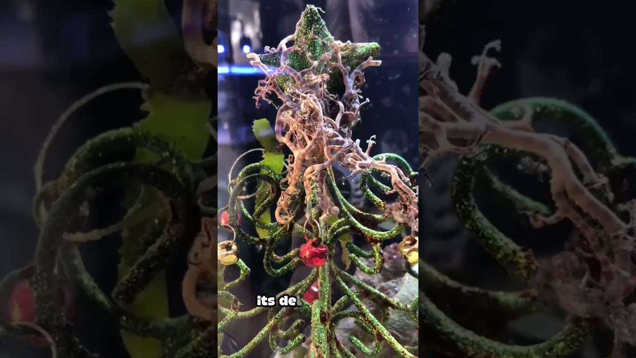 Save the Basket Star! 🌊⭐ 