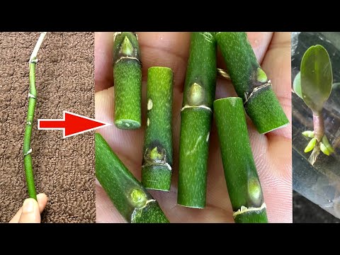 Know this secret - You can propagate any orchid from cuttings.