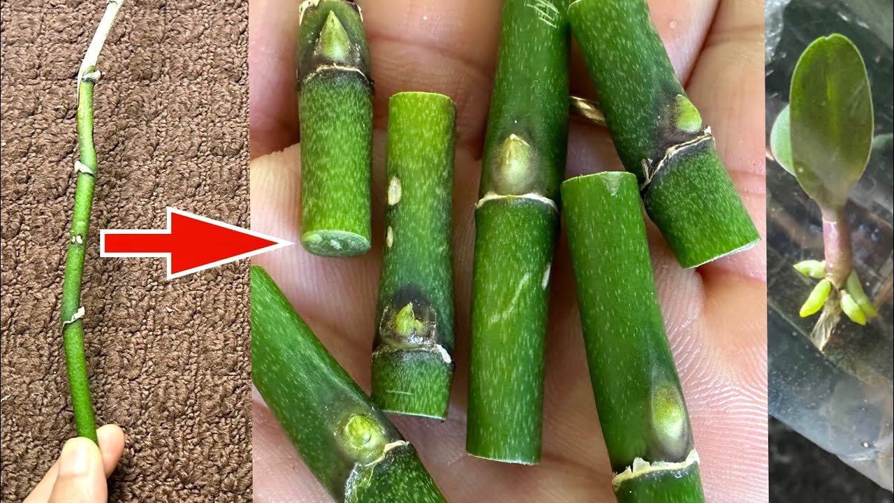 Запомните этот секрет: любую орхидею можно размножить черенками.