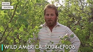 Wild America: S04 EP06