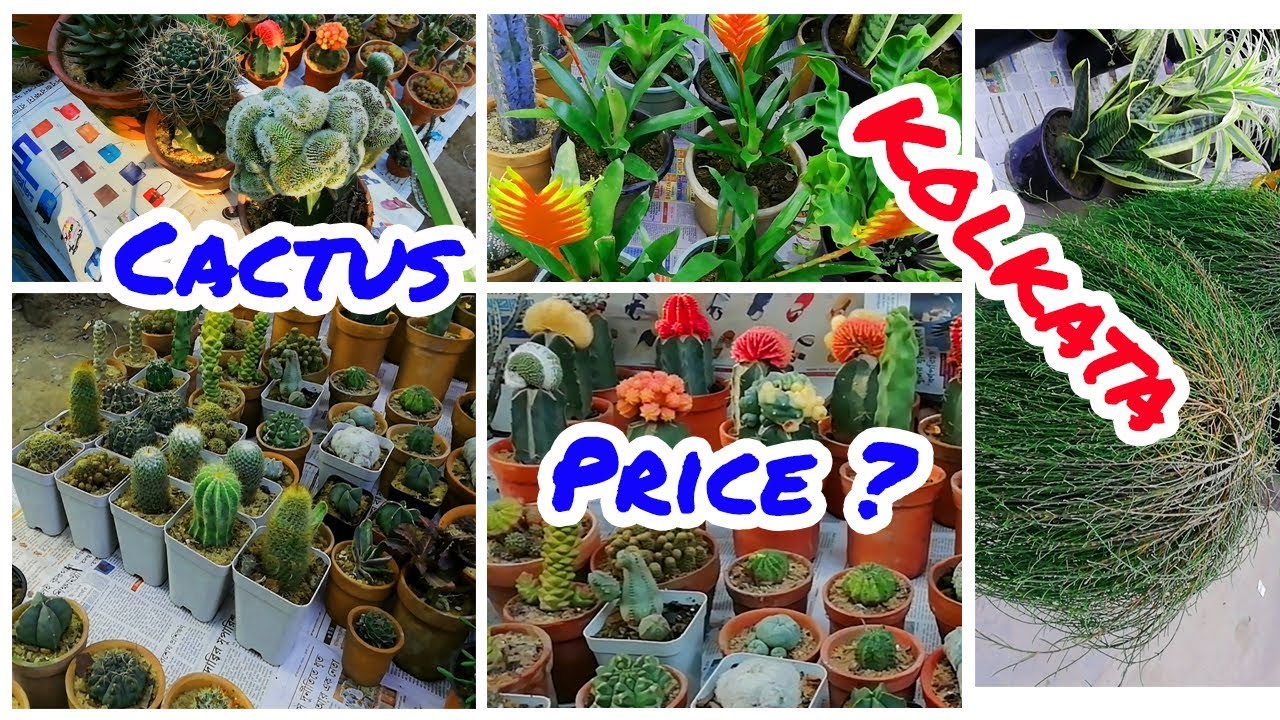 Cactus Price in Kolkata Galiff Street ( With Seller Contact No