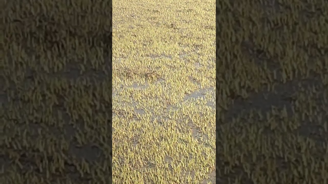 بسرعه أخي المزارع جفف المشتل بتاع الأرز قبل الريم ما يقضي على نباتات الأرز خلي النباته فوق الميه