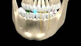 Mandibular Movements - 1