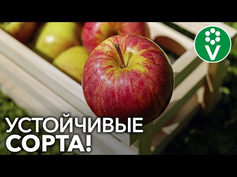 Эти СОРТА ПЛОДОВЫХ не болеют! Больше не надо обрабатывать сад «химией»