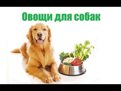 Овощи Для Собак & Какие Овощи Нельзя Собак. Ветклиника Био-Вет