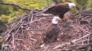 Decorah North Nest | Mom and Dad visit the nest early in the morning ~  6-6-2018