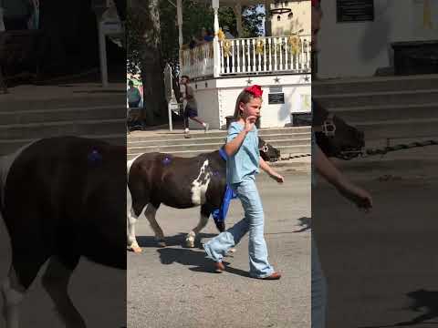 Pretty donkey #parade #donkey #lover  ##shrek