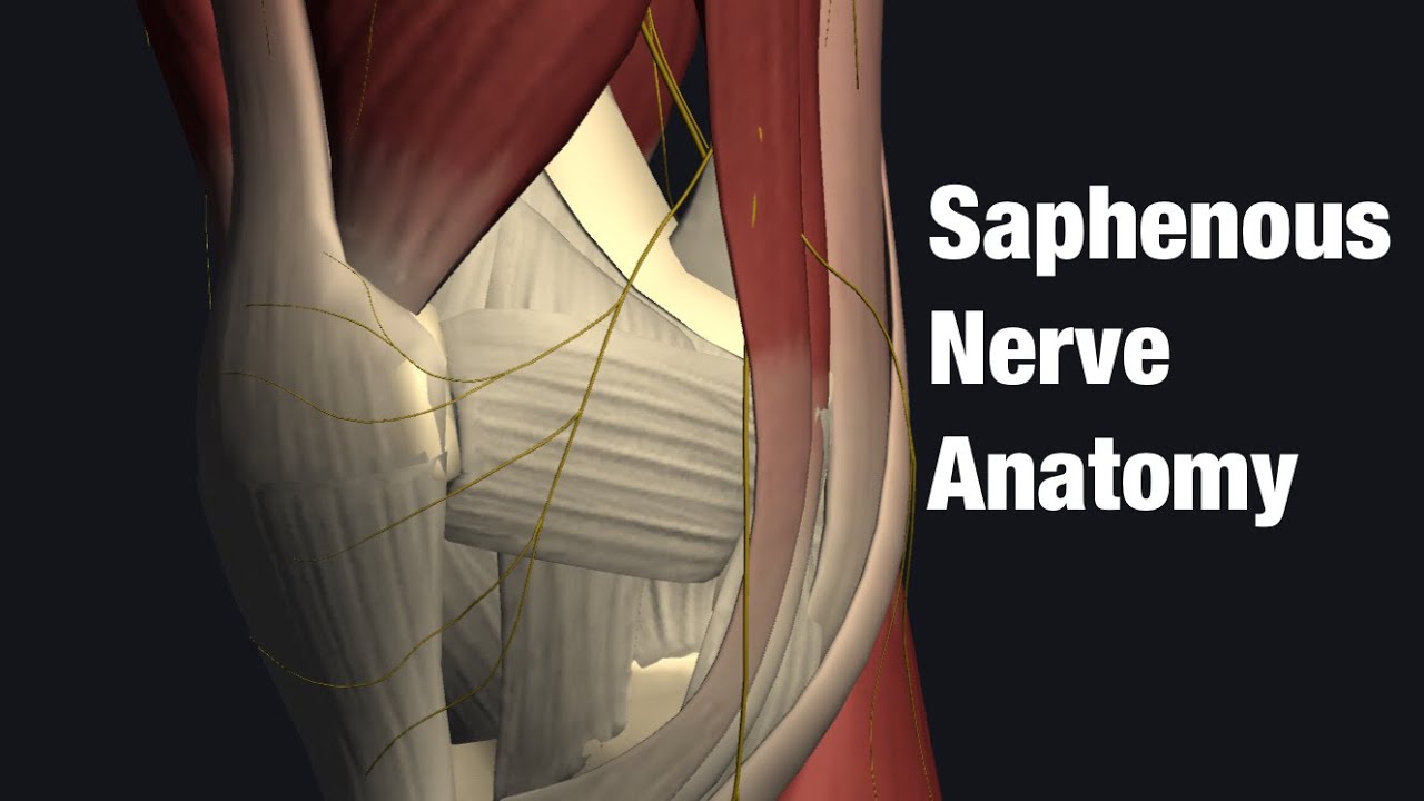 saphenous nerve knee