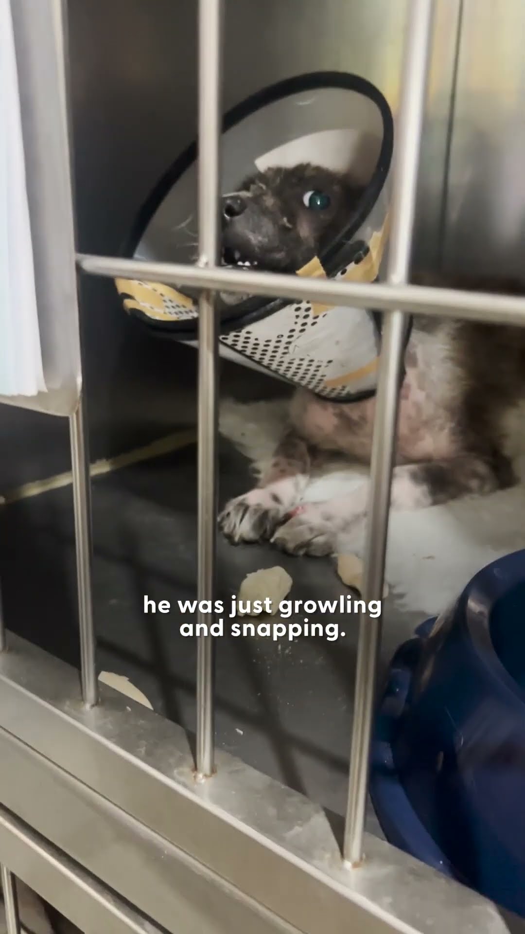 Stray Dog Who Snapped At His Rescuer Turns Into A Cuddle Bug | The Dodo