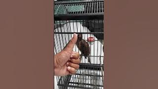 KEPODANG COKLAT PAPUA ORIGINAL