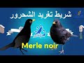 شريط تغريد طائر الشحرور