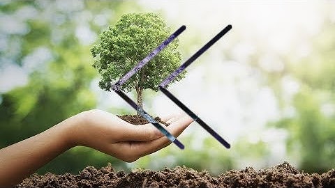 Reverse - How To Basic - How To Plant a Tree