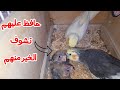 كيف تحافظ على صغار الكوكتيل سر التربيه والانتاج 