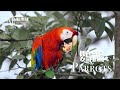 【Parrots - The most intelligent of birds, Speak without vocal cords】