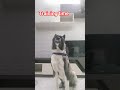dog training#video#share#viral#subscribe#contact#7988150626