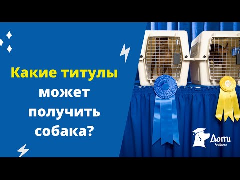 Видео: Чистокровные собаки дают представление о исследованиях рака