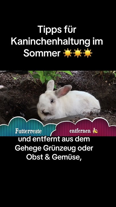 Kaninchen Im Sommer Draußen Bis Wieviel Grad Tipps für Kaninchen im Sommer🥰 pt. 2 #kaninchen #rabbit #bunnies #