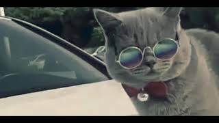 Roy Ricardo  Barang Kw versi Meong